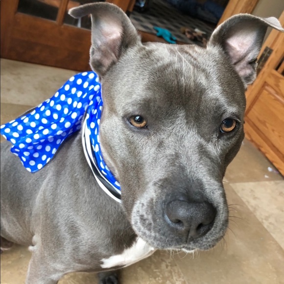 Isabella is being adopted ♥️ - Picture 2 of 8